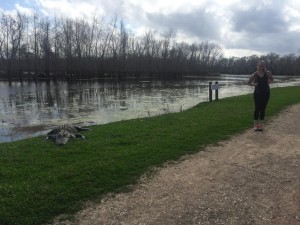 Brazos Bend State Park mit Alligator